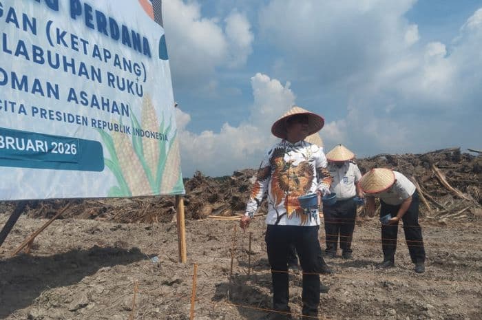 kesadaran_ketahanan_pangan_meningkat_lahan_jagung_di_asahan_terus_bertambah
