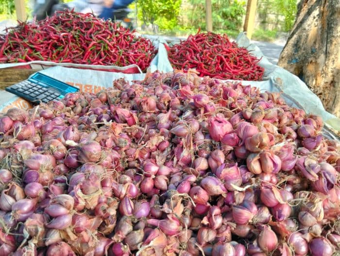 petani_cabai_pantai_labu_jual_hasil_panen_langsung_ke_warga_harga_lebih_murah_dari_pasar