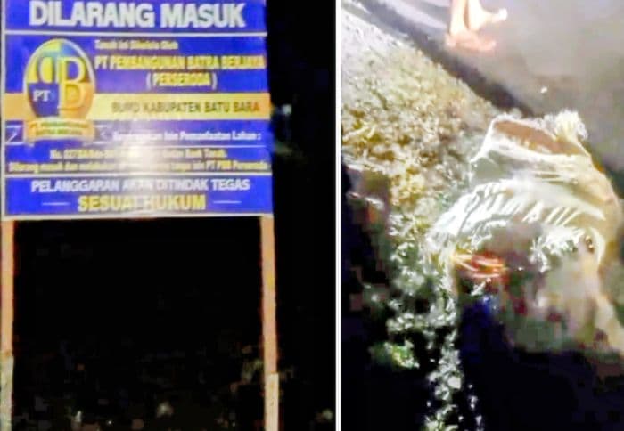 kebun_sawit_bumd_batu_bara_di_siparepare_dijarah_warga_ini_tanggapan_direkturnya