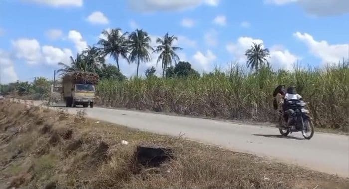 hewan_ternak_rusak_tanaman_tebu_simak_kebijakan_kebun_kwala_madu
