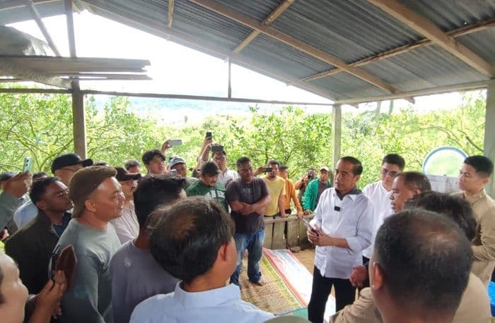 jokowi_kunjungi_petani_jeruk_di_karo_bawa_praktisi_ugm_tangani_hama_lalat_buah