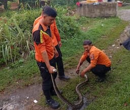 bpbd_binjai_evakuasi_ular_sawah_3_meter_yang_masuk_rumah_warga