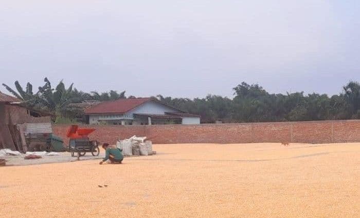 bulog_pematangsiantar_serap_944_ton_jagung_petani_harga_tertinggi_rp6400kg_