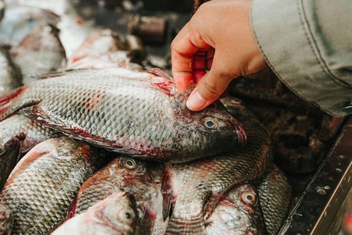 pengadilan_tailan_perintahkan_pemberantasan_ikan_nila_dagu_hitam