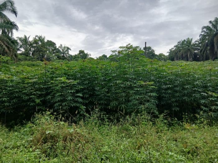 petani_simalungun_keluhkan_harga_singkong_yang_diatur_pabrik