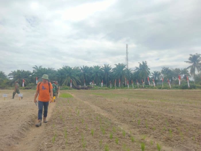 6_ribu_hektar_lahan_padi_sawah_di_asahan_beralih_fungsi_bupati_ingatkan_warga_jangan_ceroboh