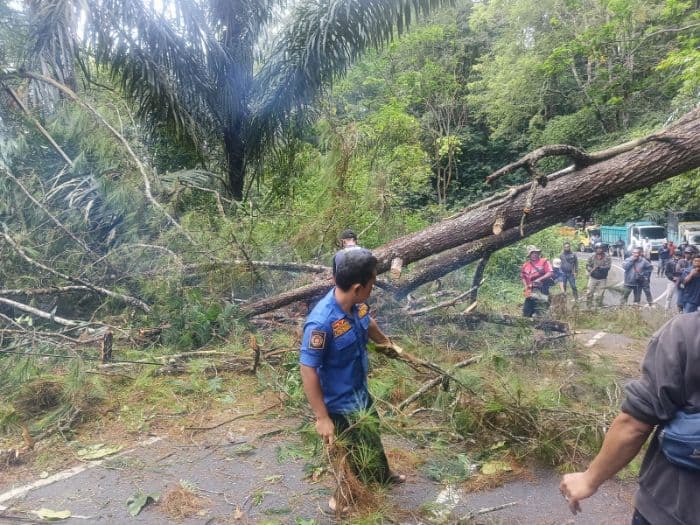 bpbd_simalungun_evakuasi_pohon_tumbang_jalur_sipolhaparapat_kembali_normal