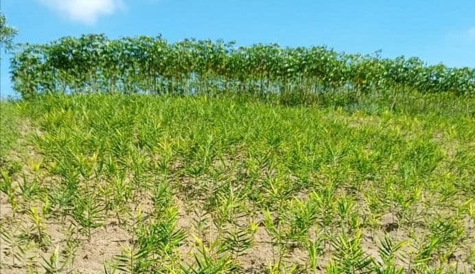 harga_jahe_rp20000_per_kilogram_untungkan_petani_di_toba_
