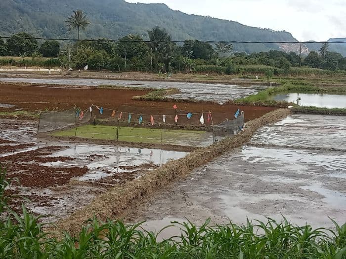 petani_porsea_toba_harap_pupuk_subsidi_2026_stabil_dan_harga_sesuai_het