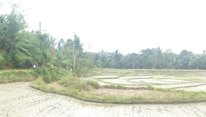 sosialisasi_dinilai_lemah_petani_simalungun_harap_kios_patuhi_het_pupuk_subsidi