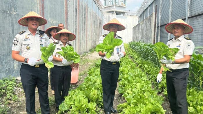 lapas_tanjung_gusta_medan_panen_sawi_300_kg_program_pembinaan_napi_berjalan_sukses
