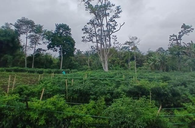 harga_cabai_anjlok_usai_lebaran_2026_petani_simalungun_terancam_rugi_dan_gagal_balik_modal