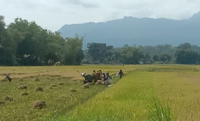 harga_padi_kering_panen_di_porsea_kembali_naik_tembus_rp87000_per_kaleng
