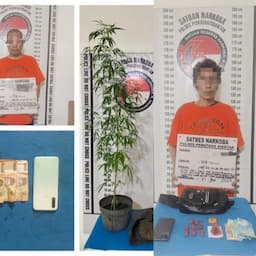 polisi_ungkap_dua_kasus_narkoba_di_siantar_sita_692_gram_dan_pohon_ganja