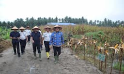 wabup_asahan_ikut_panen_10_hektar_jagung_yang_dikelola_warga_binaan_lapas_