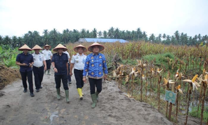 wabup_asahan_ikut_panen_10_hektar_jagung_yang_dikelola_warga_binaan_lapas_