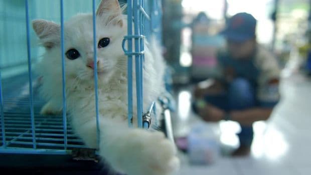 tingkah_laku_kucing_yang_tampaknya_menggemaskan_tapi_sedang_stres_berikut_tandanya