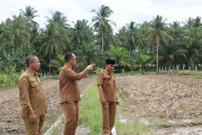wakil_wali_kota_tanjungbalai_tinjau_lahan_percontohan_padi_sawah_untuk_perkuat_ketahanan_pangan