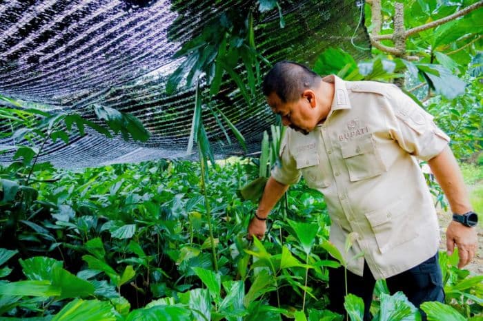 tingkatkan_ekonomi_petani_batu_bara_akan_budidayakan_16000_tanaman_aren