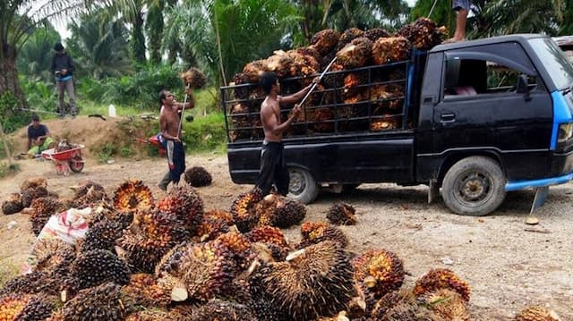 banjir_aceh_tamiang_dan_langkat_ancam_produksi_cpo_turun_40_persen