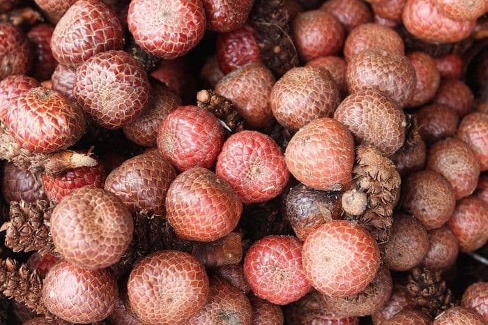 buah_endemik_indonesia_kian_langka_dan_terlupakan_apa_saja