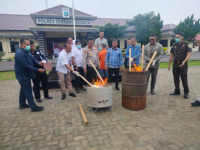 polres_sergai_musnahkan_2376_kg_ganja_asal_mandailing_natal