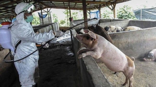 antisipasi_virus_asf_peternak_babi_di_siantar_diminta_lakukan_biosecurity
