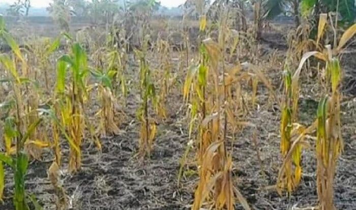 kemarau_panjang_ancam_panen_jagung_petani_toba_kerugian_capai_jutaan_rupiah