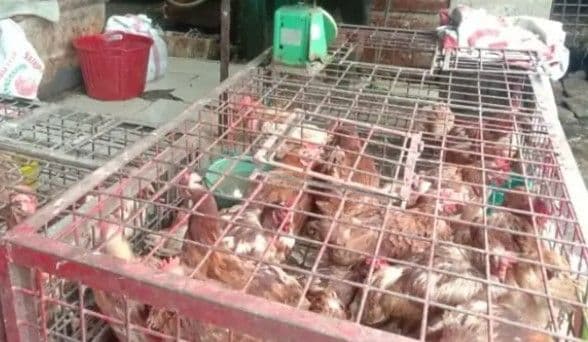 harga_ayam_potong_di_toba_masih_tinggi_sentuh_rp45000_per_kilogram_
