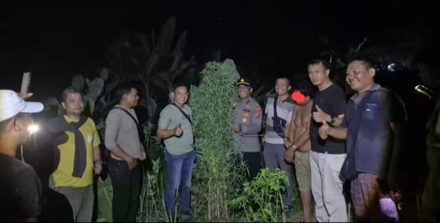 polisi_temukan_kebun_ganja_tersembunyi_di_tanjung_morawa_seorang_pria_diamankan