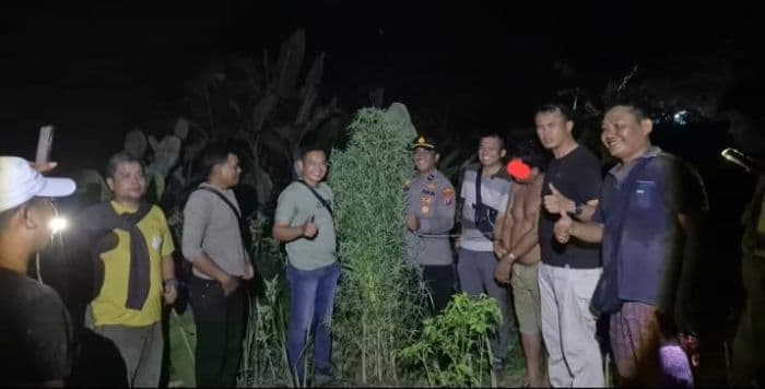 polisi_temukan_kebun_ganja_tersembunyi_di_tanjung_morawa_seorang_pria_diamankan