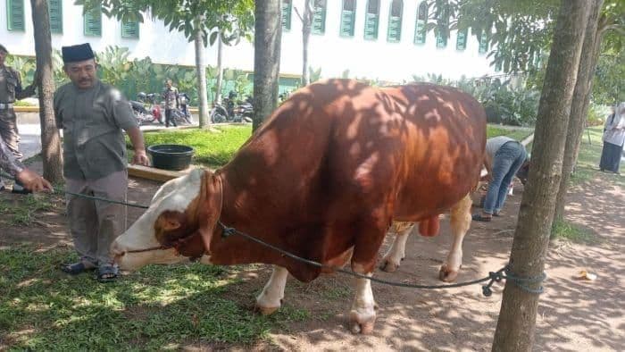 presiden_prabowo_sumbangkan_sapi_kurban_untuk_warga_deli_serdang