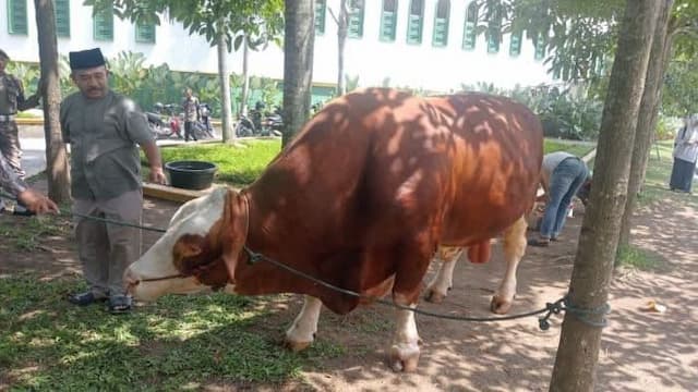 presiden_prabowo_sumbangkan_sapi_kurban_untuk_warga_deli_serdang