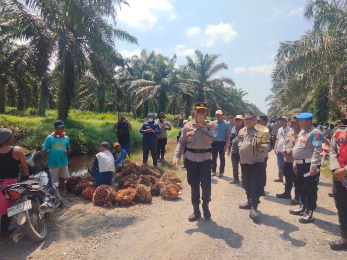 polres_asahan_tahan_3_terduga_pencuri_tbs_sawit_di_lahan_hgu_pt_csil