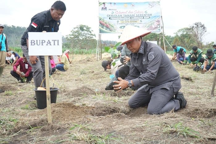 genjot_ekonomi_petani_pemkab_taput_tanam_22_juta_batang_kopi_arabika_serentak_
