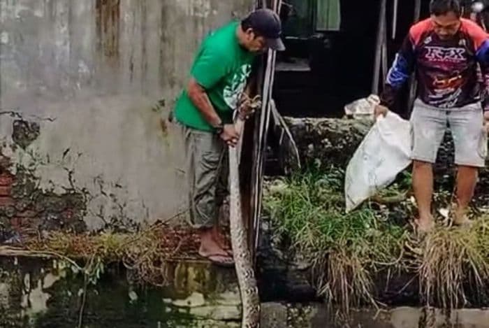 penemuan_ular_sawah_ukuran_3_meter_hebohkan_warga_babalan_langkat