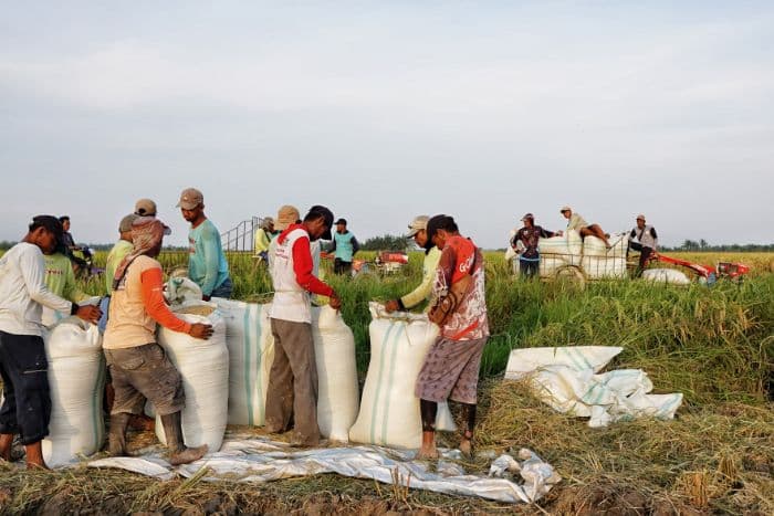 petani_harapkan_harga_gabah_di_atas_hpp