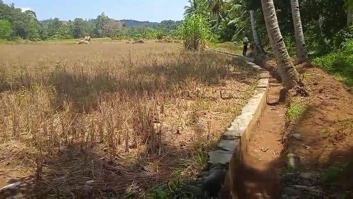 ratusan_hektare_sawah_di_tapteng_kekeringan_bendungan_ambruk_belum_diperbaiki