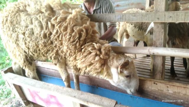 jelang_idul_adha_1446_h_peternak_kambing_di_hamparan_perak_mulai_didatangi_pembeli