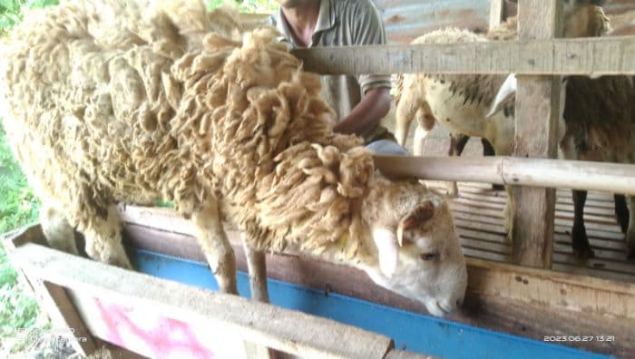 jelang_idul_adha_1446_h_peternak_kambing_di_hamparan_perak_mulai_didatangi_pembeli