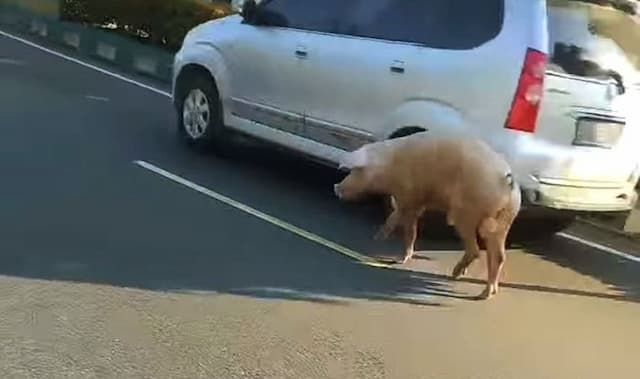 heboh_babi_liar_di_jalan_raya_binjai_aksi_terekam_warga_dan_viral