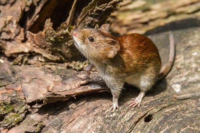 kenali_bahaya_hantavirus_penyakit_mematikan_dari_tikus