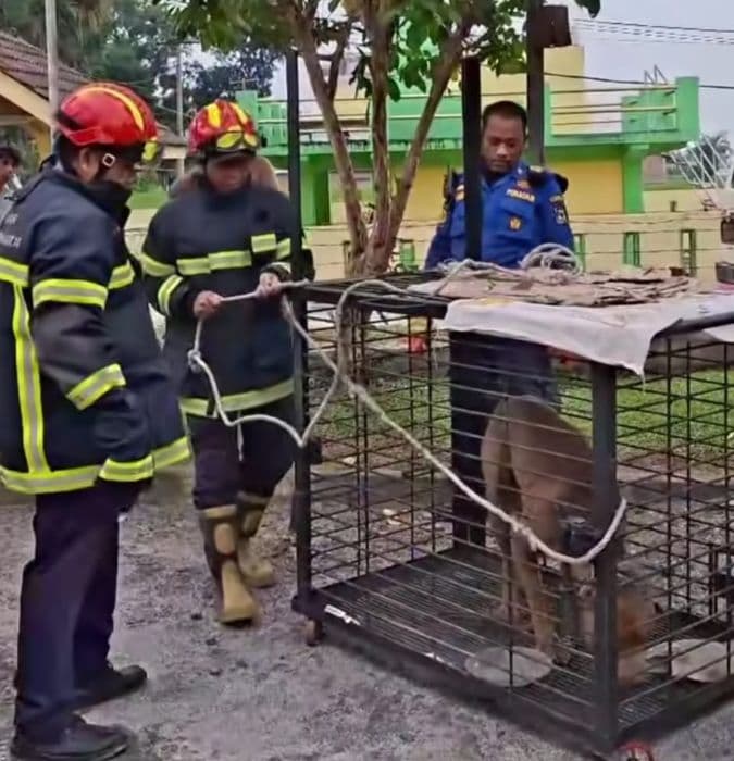 anjing_pitbull_di_siantar_yang_dievakuasi_damkar_akhirnya_mati
