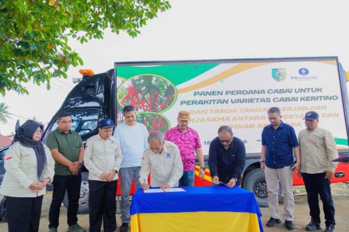batu_bara_gandeng_ipb_hasilkan_cabai_merah_varietas_unggul