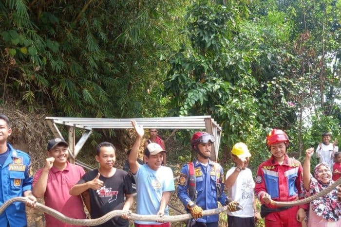 dua_king_kobra_yang_sedang_kawin_dievakuasi_damkar_di_bogor