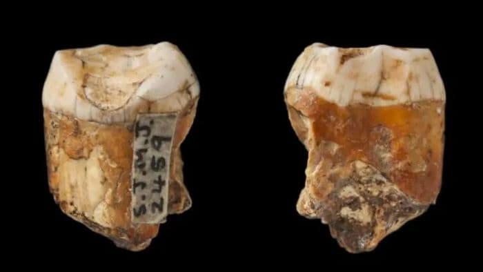fosil_gigi_26_juta_tahun_ditemukan_di_ethiopia_ungkap_spesies_baru_australopithecus