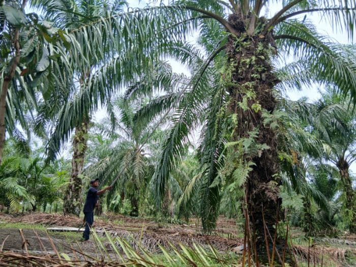 harga_tbs_sawit_di_simalungun_turun_hingga_rp40_per_kilogram