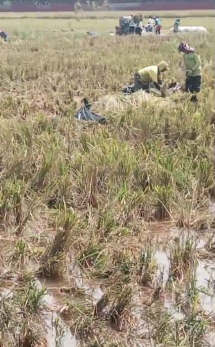 petani_pantai_labu_merugi_padi_rebah_sebelum_panen_akibat_hujan_dan_angin