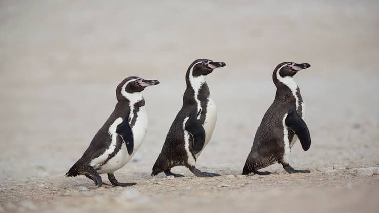 empat_penguin_humboldt_mati_beruntun_di_jepang_karena_malaria_burung