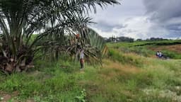 kebun_teh_beralih_jadi_sawit_warga_sidamanik_keluhkan_air_bersih_dan_cemas_banjir